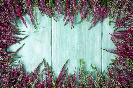 calluna vulgaris on turquoise wooden surfaceの写真素材