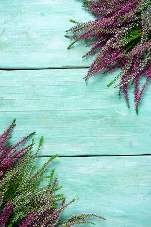 calluna vulgaris on turquoise wooden surface, empty space for your text
