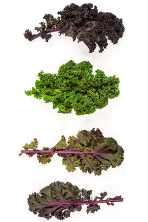 red and green kale leaves isolated on white background, close upの写真素材