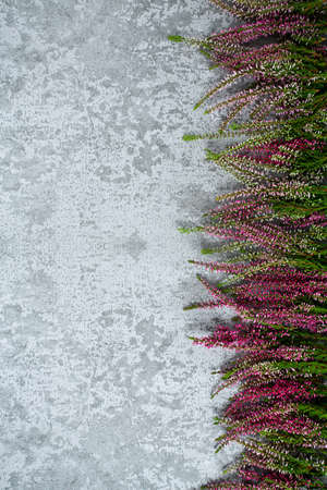 calluna vulgaris on grey stone surfaceの写真素材