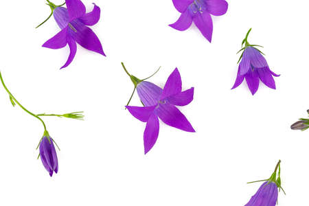 bell flower isolated on white backgroundの写真素材