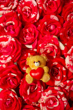 cute teddy bear lying on striped pink rosesの写真素材
