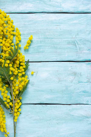 twig of mimosa tree on turquoise wooden surface, top view and empty space for your textの写真素材
