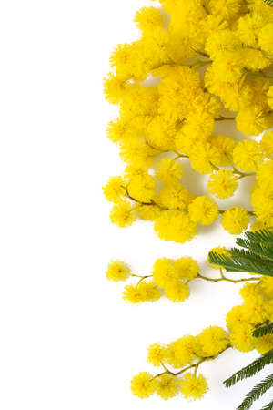 twig of mimosa tree isolated on white backgroundの写真素材