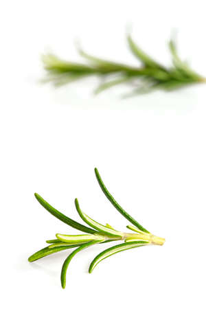 rosemary twig isolated on white backgroundの写真素材
