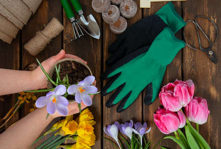 Garden tools on brown wooden surface. Little child hands are holding planted crocus flowers.の写真素材