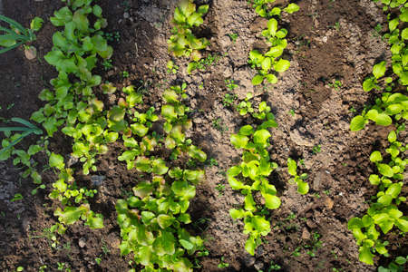 lettuce and radishes growing in early spring