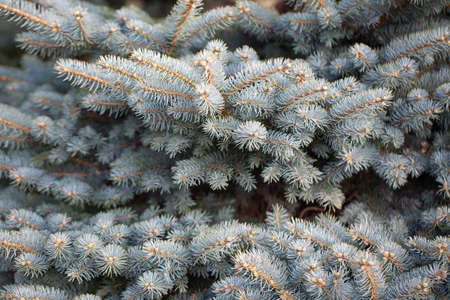 Close up image of blue needle of fir tree