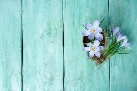crocus flowers o  turquoise wooden surface, top view