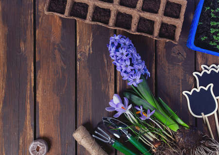 garden tools and spring flowers on brown wooden surfaceの写真素材