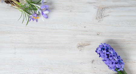 hyacinth and crocus flowers on white wooden boardの写真素材