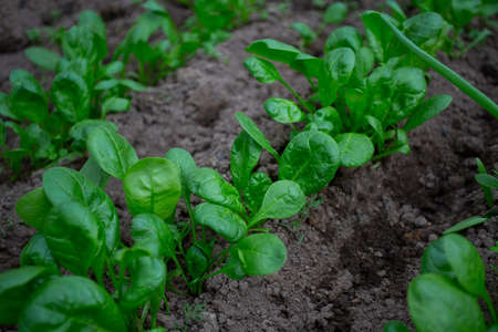 fresh spring greens growing in a glass house