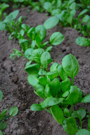 fresh spring greens growing in a glass houseの写真素材