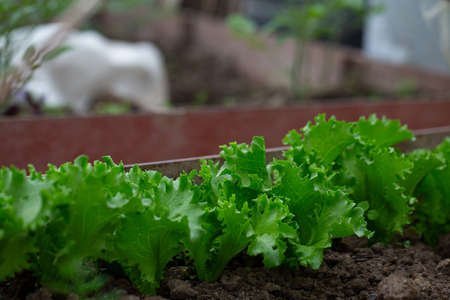 curly lettuce growing in glass houseの写真素材