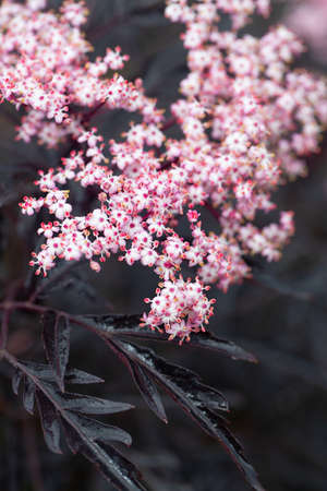 Sambucus nigra (Black Lace) in blossomsの写真素材