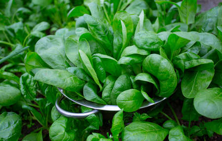 spinach in colander in a glass house