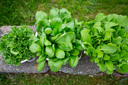 letucce, spinach and rucola in colander picked up in glass house, top viewの写真素材