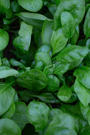 spinach growing in a glass house, top viewの写真素材