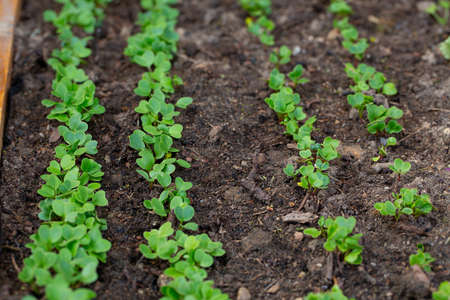 fresh radish seedlings growing in soilの写真素材