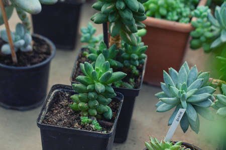 sedum treleasei growing in botanical garden