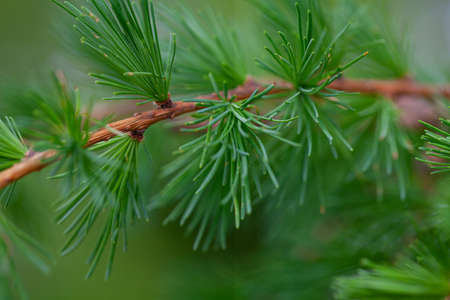 Larch leafs and cones in spring, close upの写真素材