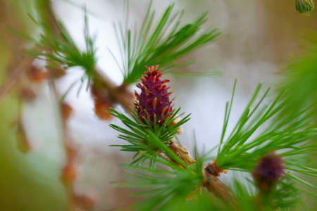 Larch leafs and cones in spring, close upの写真素材