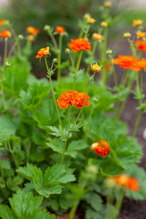 Geum Queen of Orange growing in gardenの写真素材