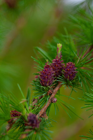 Larch leafs and cones in spring, close upの写真素材