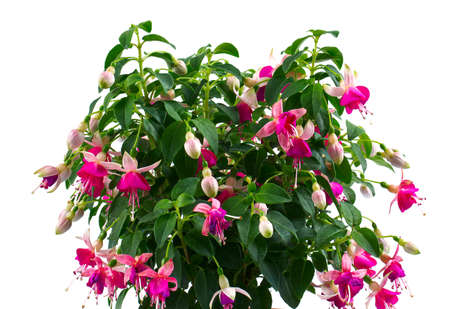 blooming fuchsia growing in a pot isolated on white backgroundの写真素材