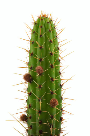 cereus peruvianus monstruosus isolated on white backgroundの写真素材