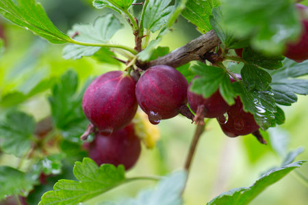 gooseberry growing in summer gardenの写真素材
