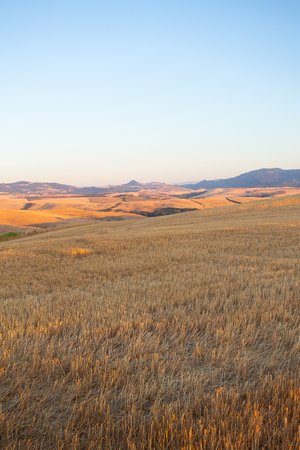 beautiful evening on meadows in Tuscanyの写真素材