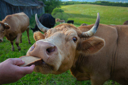 beautiful farm cow pasture on a beautiful summer day