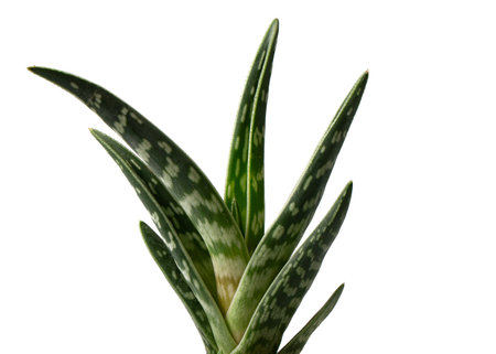 gasteria bicolor isolated on white backgroundの写真素材