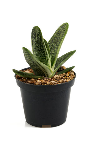 gasteria Little Warty isolated on white backgroundの写真素材