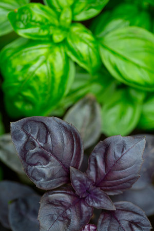 green and purple basil close up, top viewの写真素材