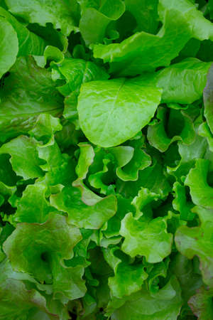 curly lettuce growing in glass houseの写真素材