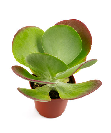 Kalanchoe thyrsiflora isolated on white backgroundの写真素材