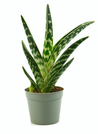 gasteria bicolor isolated on white backgroundの写真素材