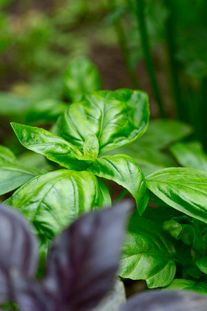 green and purple basil close upの写真素材