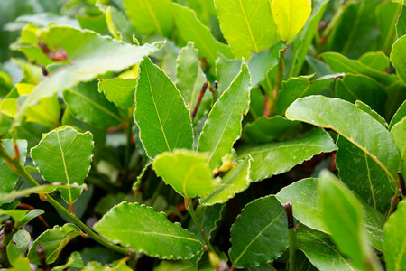 Laurel plant growing in a garden. Closeup of fresh organic laurel leaves, macro shot.の写真素材
