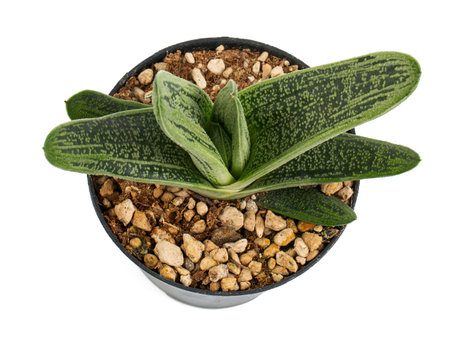 gasteria Little Warty isolated on white background, top viewの写真素材