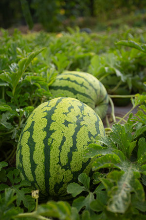 Growing watermelons. Water melon field. Farming concept.の写真素材