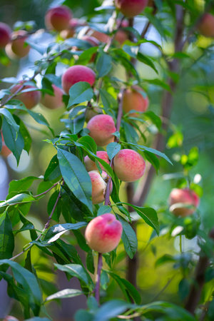 Natural fruit. Peaches on peach tree branches. Hairy ripe fruits in garden.の写真素材