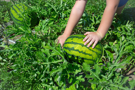 Watermelon field.  Big water melon on a field. Growing watermelon in summer garden.の写真素材