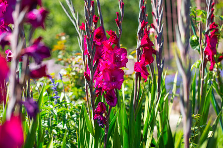 Gladiolus blossoms in garden. Purple Gladiolus flowers growing in August.の写真素材