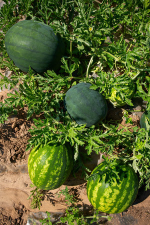 Watermelon field.  Big water melon on a field. Growing watermelon in summer garden. Top view.の写真素材