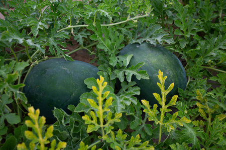 Growing watermelons. Water melon field. Farming concept.の写真素材