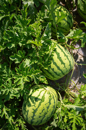 Watermelon field.  Big water melon on a field. Growing watermelon in summer garden. Top view.の写真素材
