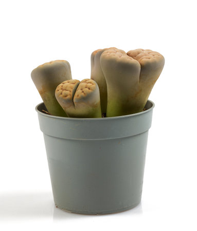 Lithops growing in a pot isolated on white background.の写真素材